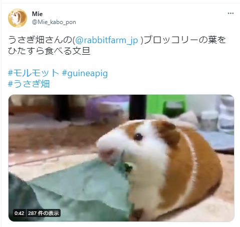 うさぎ畑,ユーザーフォト,Twitter