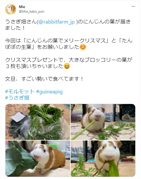 うさぎ畑,ユーザーフォト,Twitter