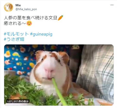 うさぎ畑,ユーザーフォト,Twitter