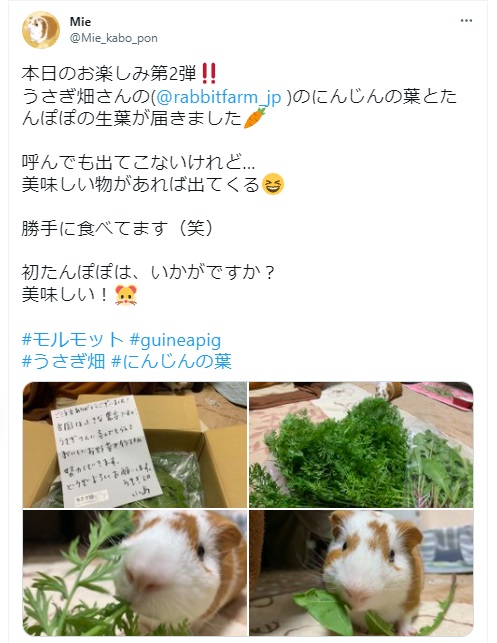 うさぎ畑,ユーザーフォト,Twitter