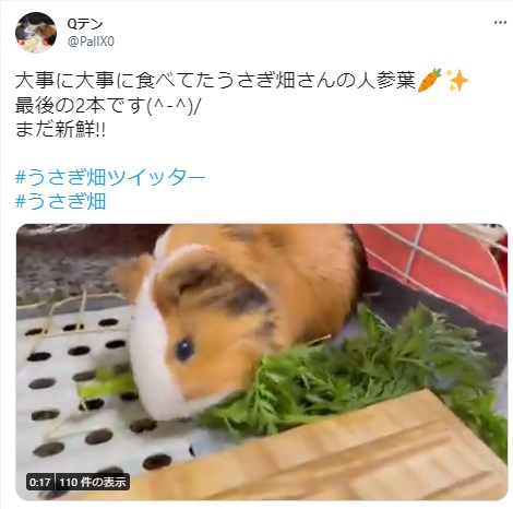 うさぎ畑,ユーザーフォト,Twitter