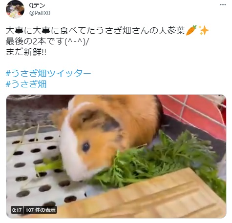 うさぎ畑,ユーザーフォト,Twitter