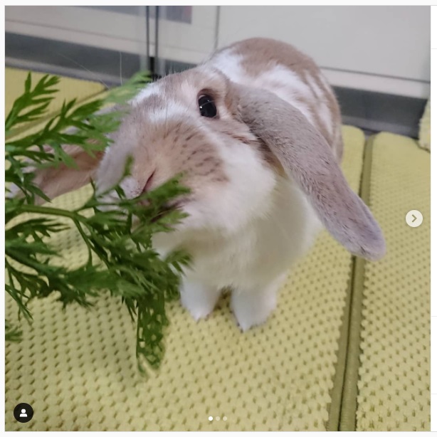 うさぎ畑,ユーザーフォト,Instagram