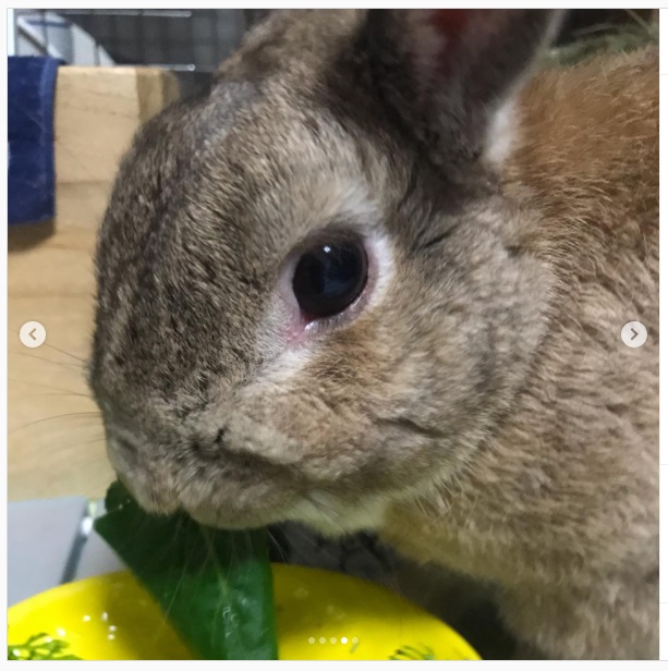 うさぎ畑,ユーザーフォト,Instagram