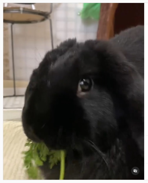 うさぎ畑,ユーザーフォト