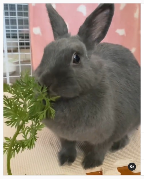 うさぎ畑,ユーザーフォト