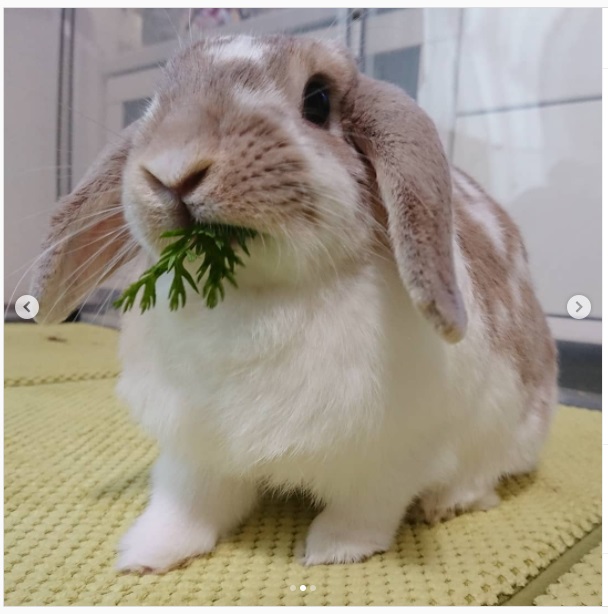 うさぎ畑,ユーザーフォト,Instagram