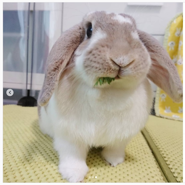 うさぎ畑,ユーザーフォト,Instagram