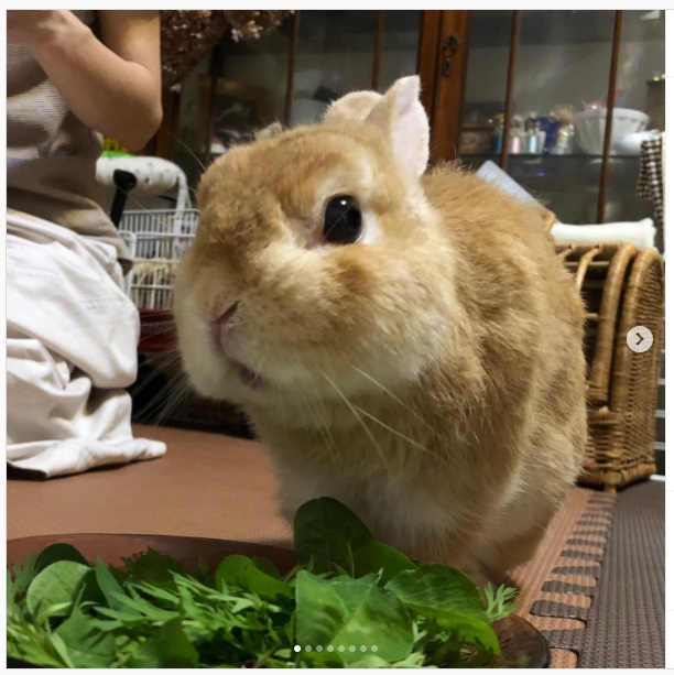 うさぎ畑,ユーザーフォト,Instagram