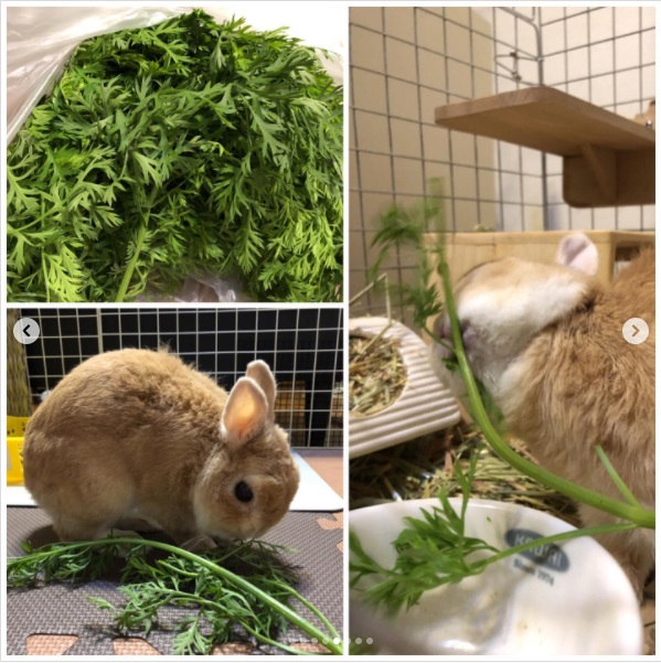 うさぎ畑,ユーザーフォト,Instagram