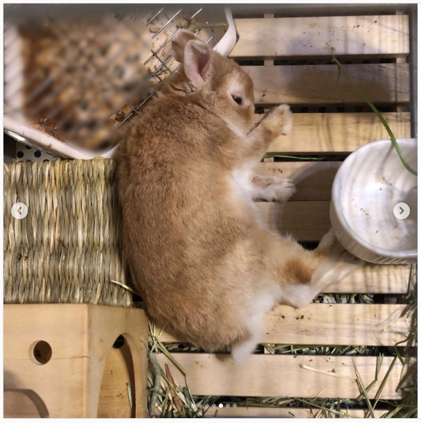 うさぎ畑,ユーザーフォト,Instagram