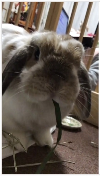 うさぎ畑,ユーザーフォト,Instagram
