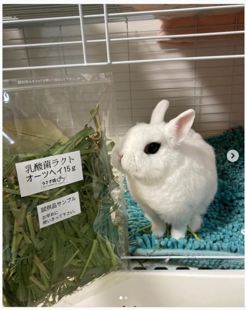 うさぎ畑,ユーザーフォト,Instagram