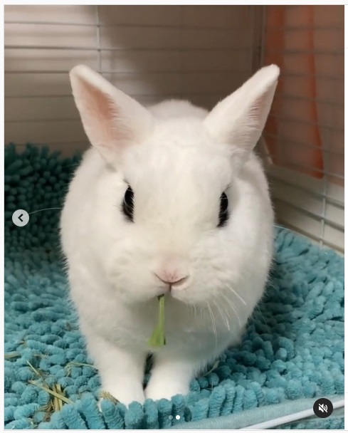 うさぎ畑,ユーザーフォト,Instagram