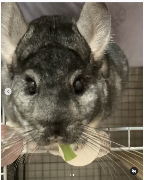 うさぎ畑,ユーザーフォト,Instagram