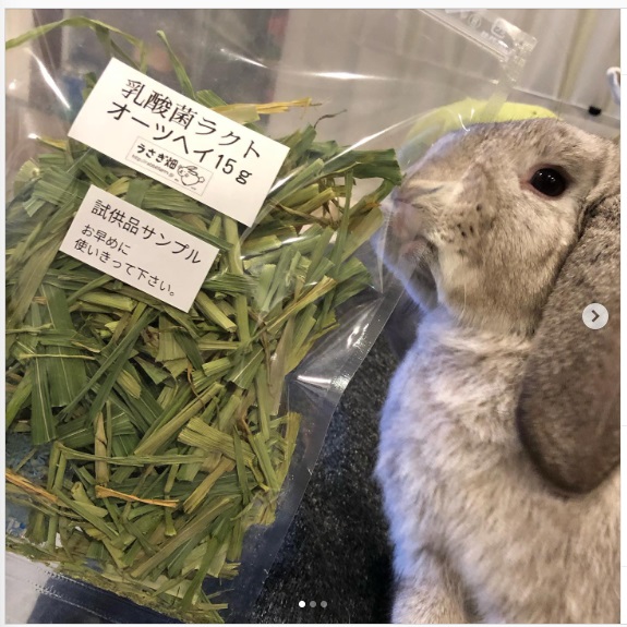 うさぎ畑,ユーザーフォト,Instagram