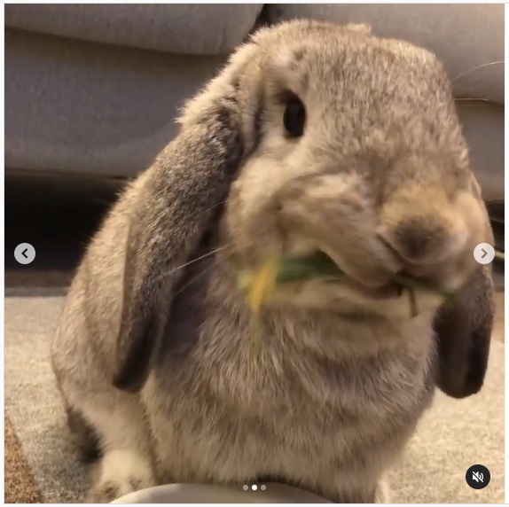 うさぎ畑,ユーザーフォト,Instagram