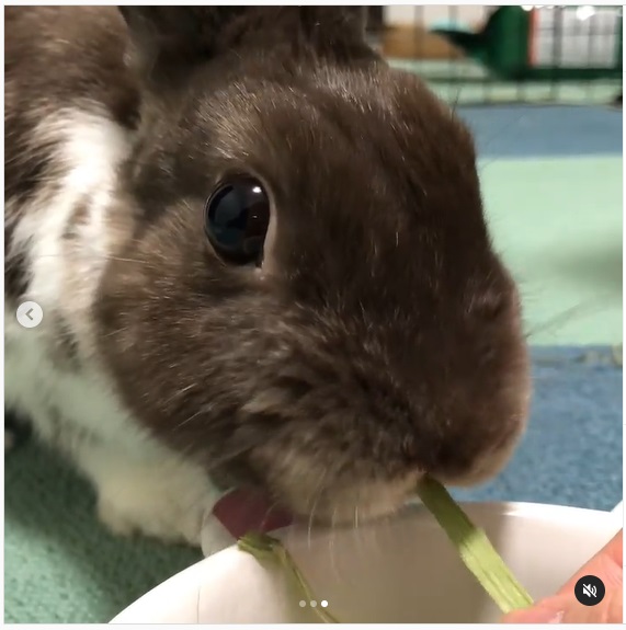 うさぎ畑,ユーザーフォト,Instagram