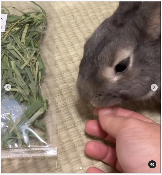 うさぎ畑,ユーザーフォト,Instagram
