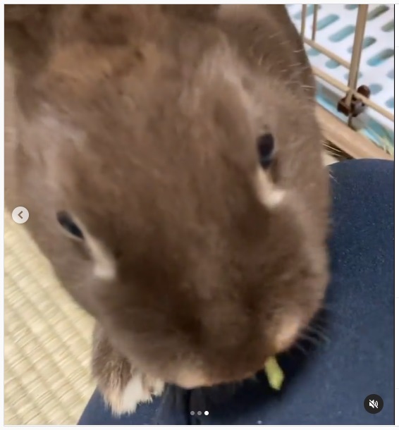 うさぎ畑,ユーザーフォト,Instagram