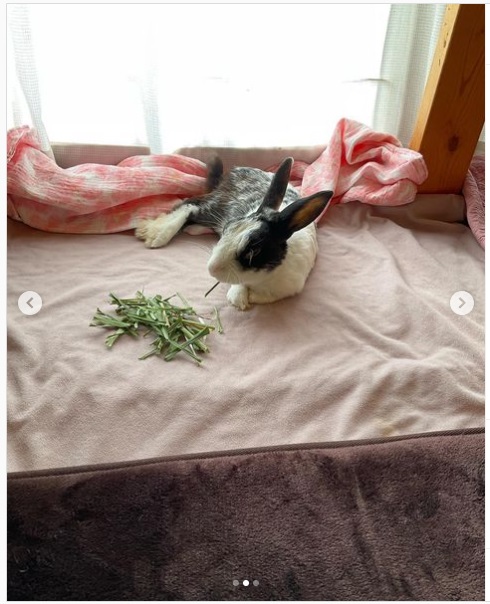 うさぎ畑,ユーザーフォト,Instagram