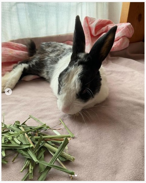 うさぎ畑,ユーザーフォト,Instagram