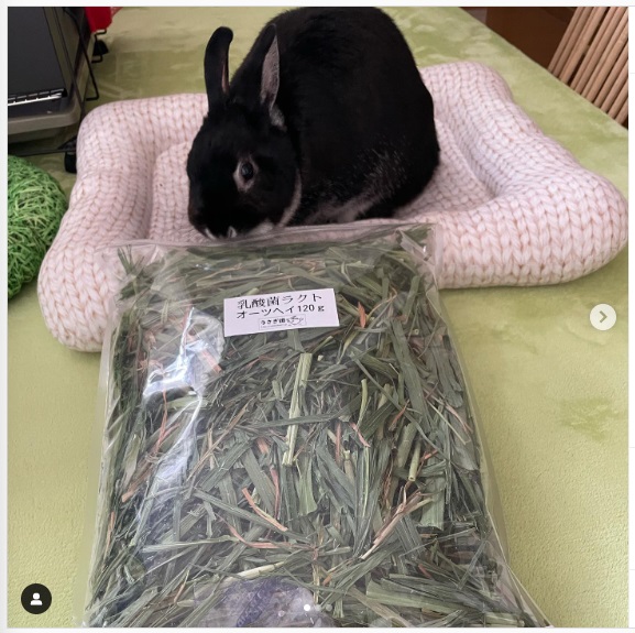 うさぎ畑,ユーザーフォト,Instagram