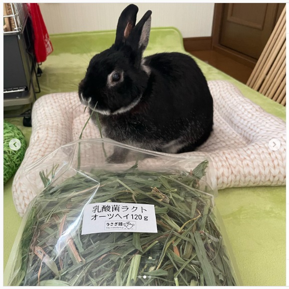 うさぎ畑,ユーザーフォト,Instagram