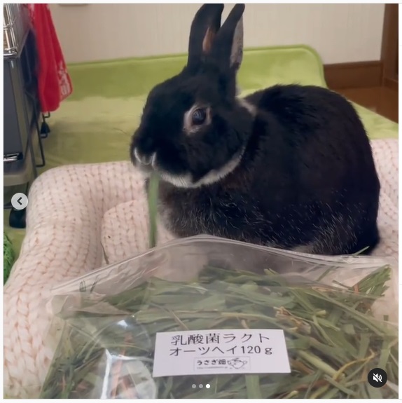 うさぎ畑,ユーザーフォト,Instagram