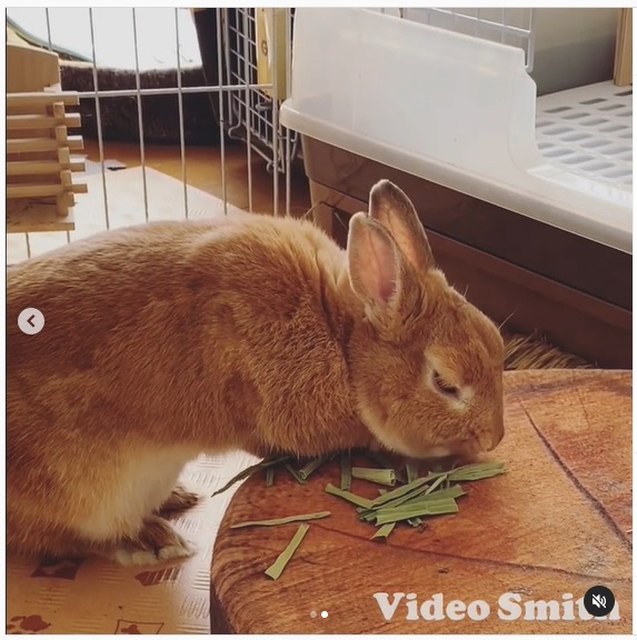 うさぎ畑,ユーザーフォト,Instagram