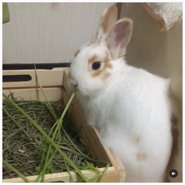 うさぎ畑,ユーザーフォト,Instagram