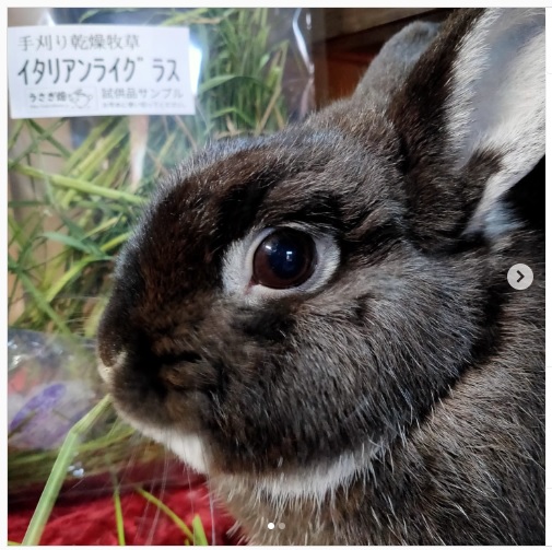 うさぎ畑,ユーザーフォト,Instagram