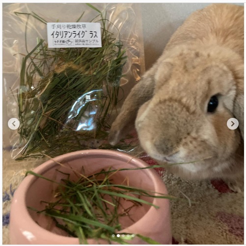 うさぎ畑,ユーザーフォト,Instagram