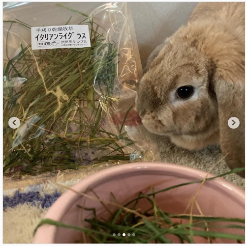 うさぎ畑,ユーザーフォト,Instagram