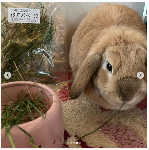 うさぎ畑,ユーザーフォト,Instagram