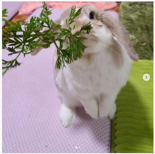 うさぎ畑,ユーザーフォト,Instagram