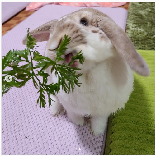 うさぎ畑,ユーザーフォト,Instagram