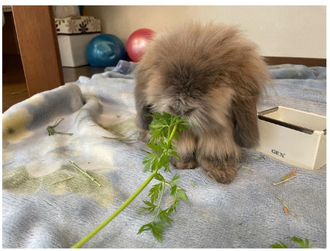 うさぎ畑,ユーザーフォト,Instagram