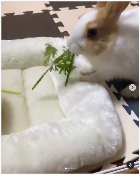うさぎ畑,ユーザーフォト,Instagram