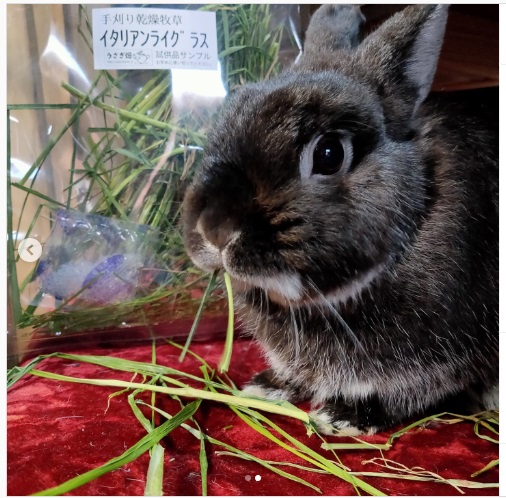 うさぎ畑,ユーザーフォト,Instagram