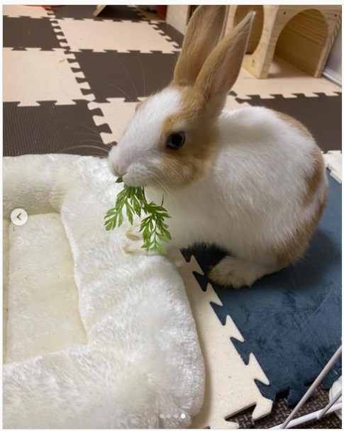 うさぎ畑,ユーザーフォト,Instagram