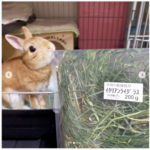 うさぎ畑,ユーザーフォト,Instagram