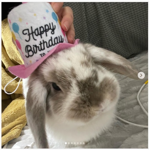 うさぎ畑,ユーザーフォト,Instagram