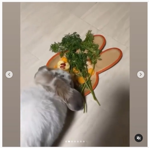 うさぎ畑,ユーザーフォト,Instagram