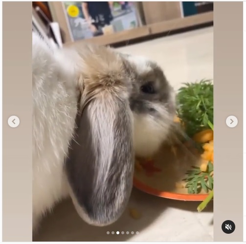 うさぎ畑,ユーザーフォト,Instagram