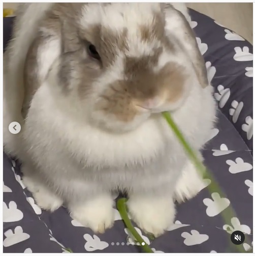 うさぎ畑,ユーザーフォト,Instagram