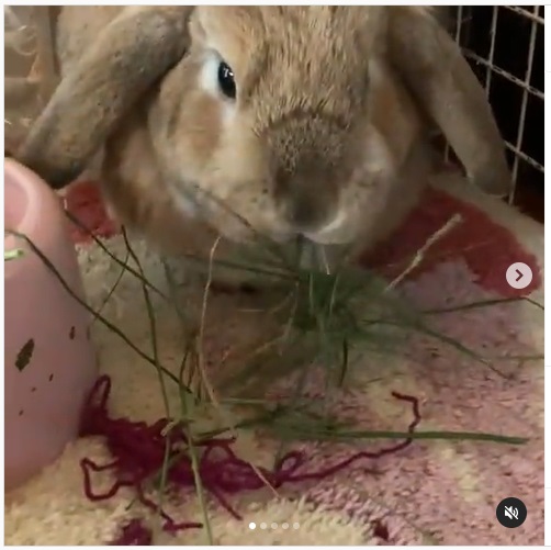 うさぎ畑,ユーザーフォト,Instagram