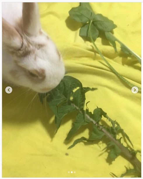 うさぎ畑,ユーザーフォト,Instagram