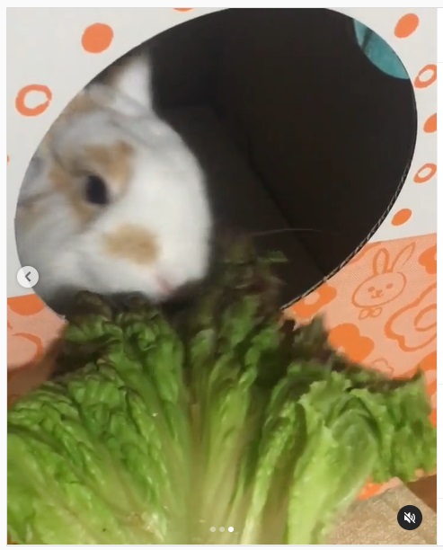 うさぎ畑,ユーザーフォト,Instagram