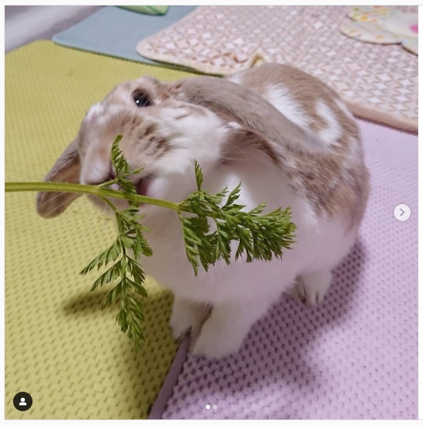 うさぎ畑,ユーザーフォト,Instagram
